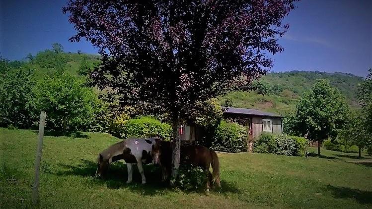 Clairvaux-d'Aveyron Other | la Frégière Chalets
