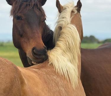 Arzens House | Le Cocon de Roquelande equestrian boarding house