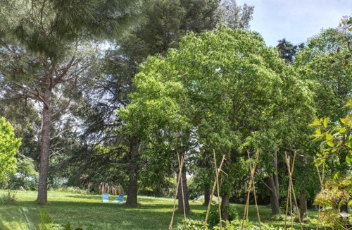 Latour-Bas-Elne House | Le tilleul du parc de la dame