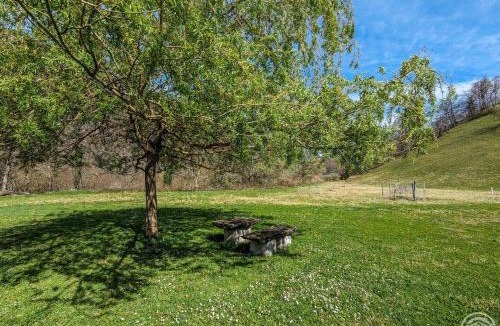 Cier-de-Luchon House | Les jonquilles et les narcisses