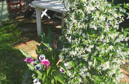 Mialet House | maison typique cévenole avec jardin