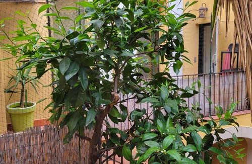 Saint-Jean Apartment | The Saint Jacques patio