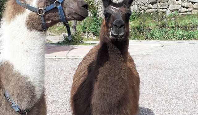 The BOWIE apartment, llama at Villa Roselande