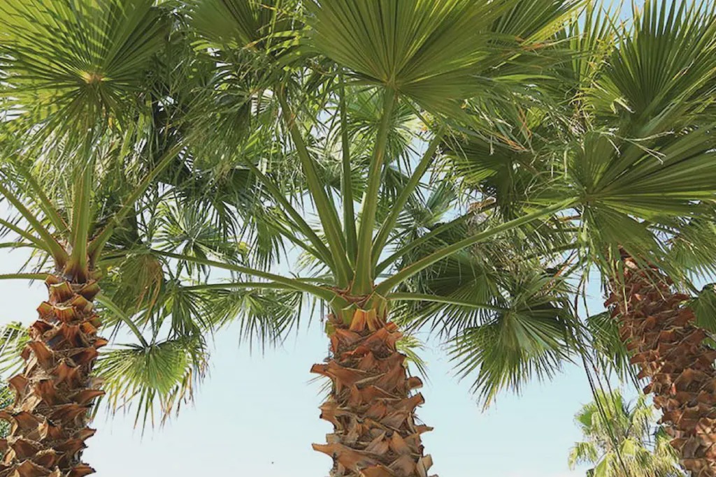 Photo of Outdoor in Le Grau-dʼAgde