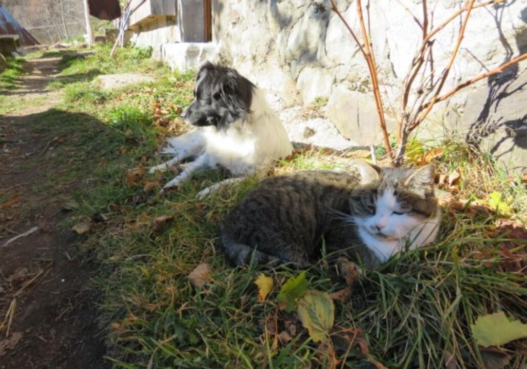Photo of Outdoor in Thiezac