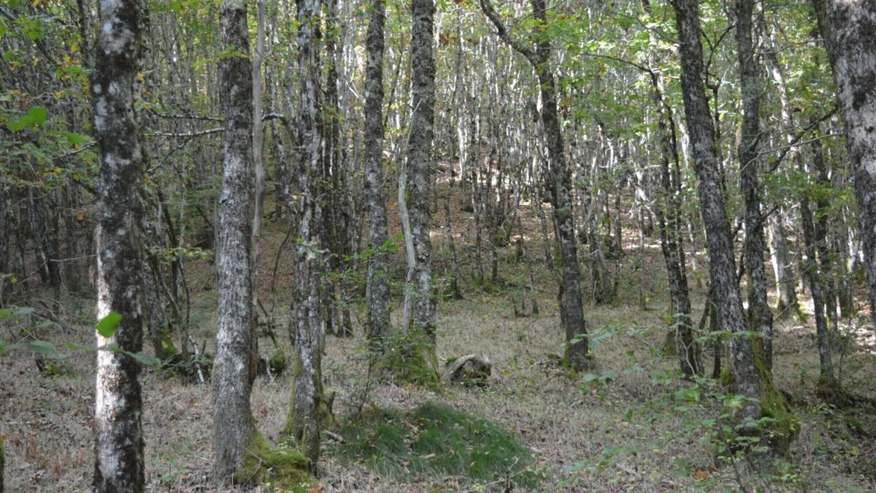 Photo of Others in Carlat
