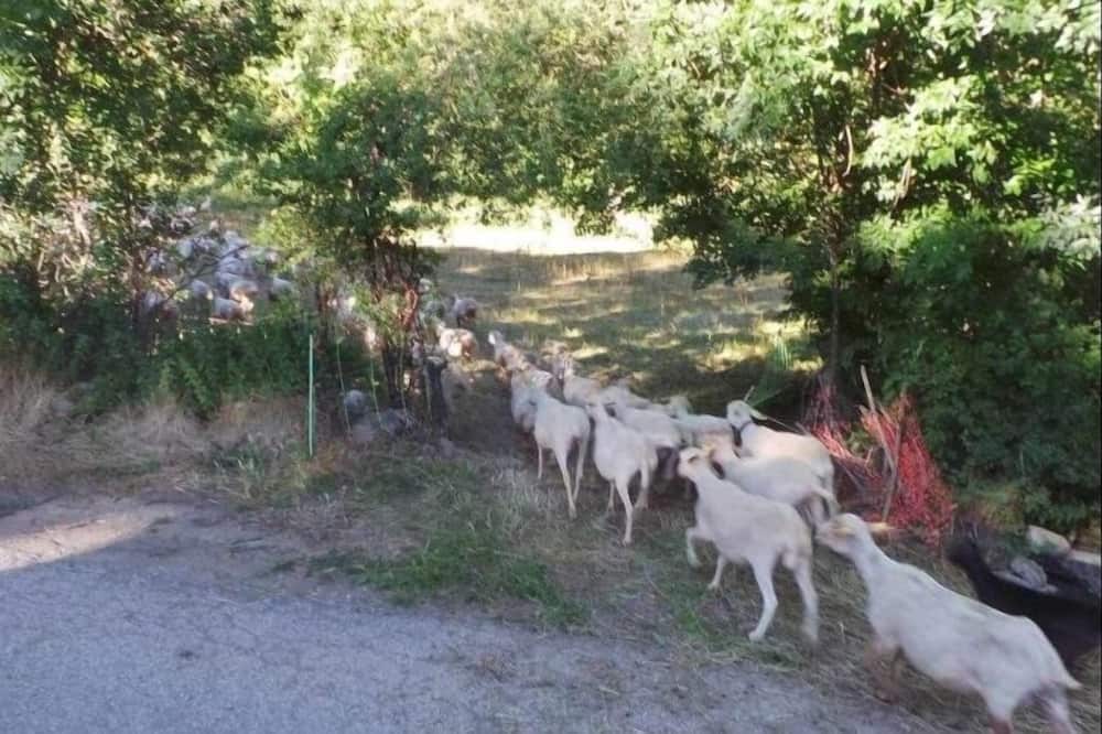 Photo of Others in Bellver de Cerdanya