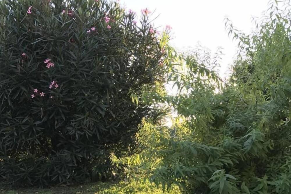 Photo of Outdoor in Bourg-sur-Gironde