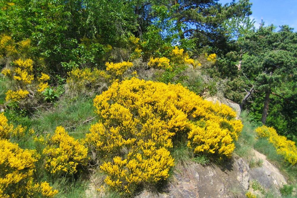 Photo of Outdoor in Le Malzieu-Forain