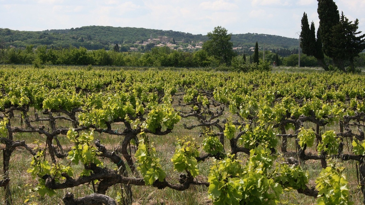 Photo of Others in Sainte-Cecile-les-Vignes