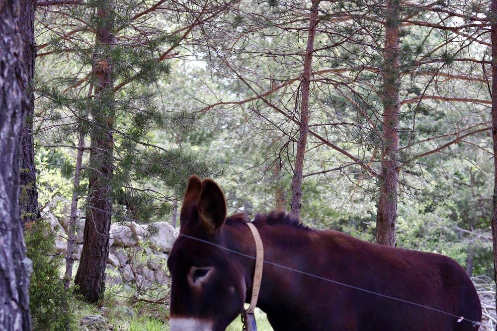 Photo of Outdoor in Lladurs
