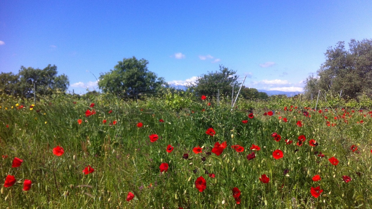Photo of Outdoor in Saint-Genis