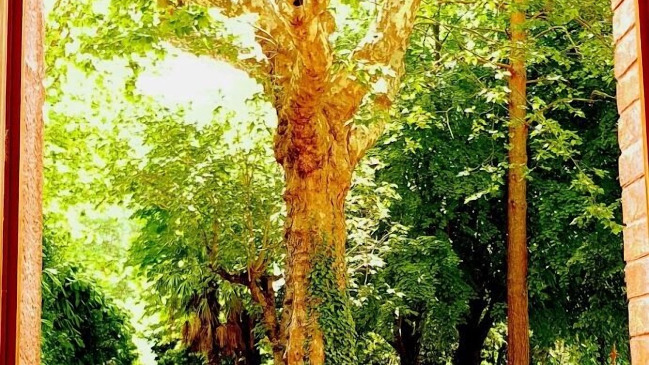 Photo of Outdoor in Quillan