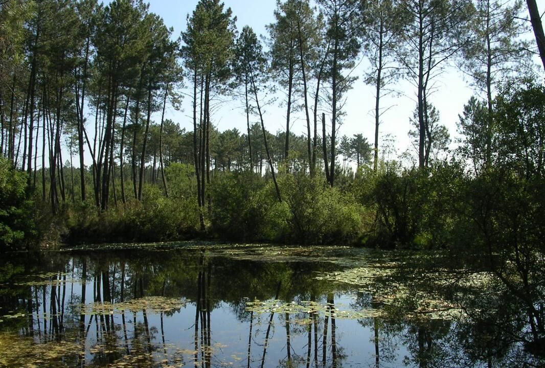 Photo of Outdoor in Captieux
