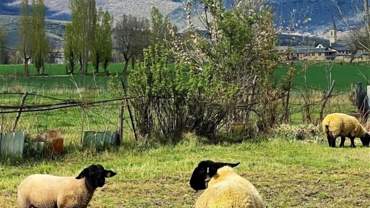Photo of Others in Puigcerda