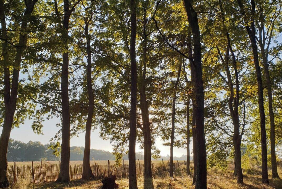 Photo of Outdoor in Saint-Yzan-de-Soudiac