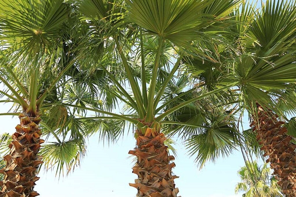 Photo of Outdoor in Le Grau-dʼAgde