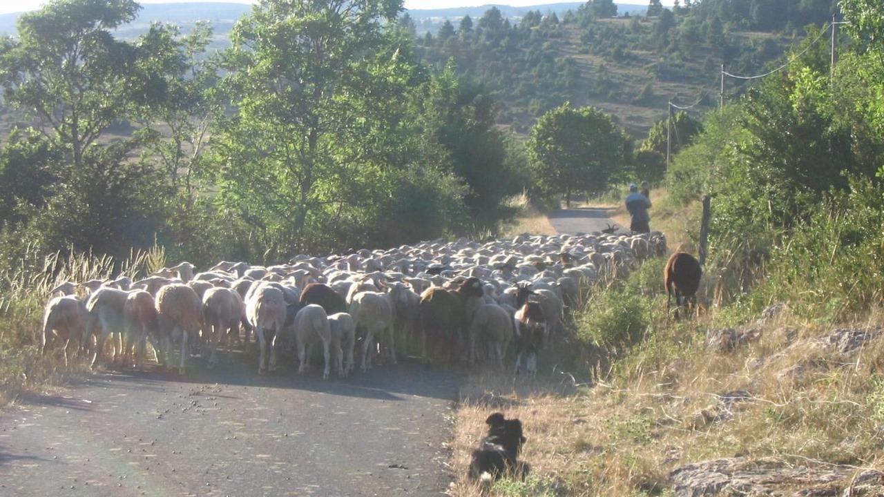 Photo of Others in Gorges du Tarn Causses