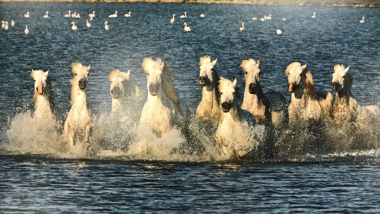 Photo of Others in Le Couchant