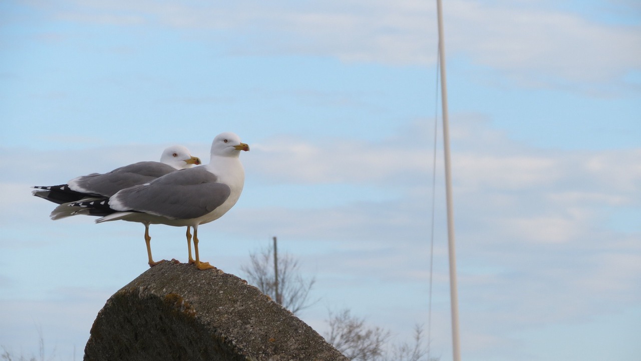 Photo of Others in La Grande-Motte