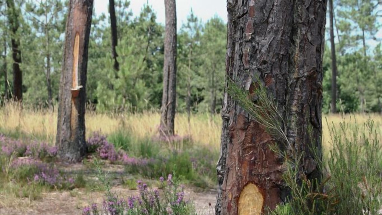 Photo of Outdoor in Mios