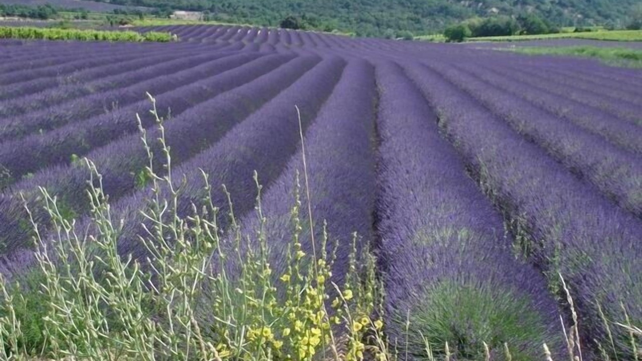 Photo of Outdoor in Vinsobres