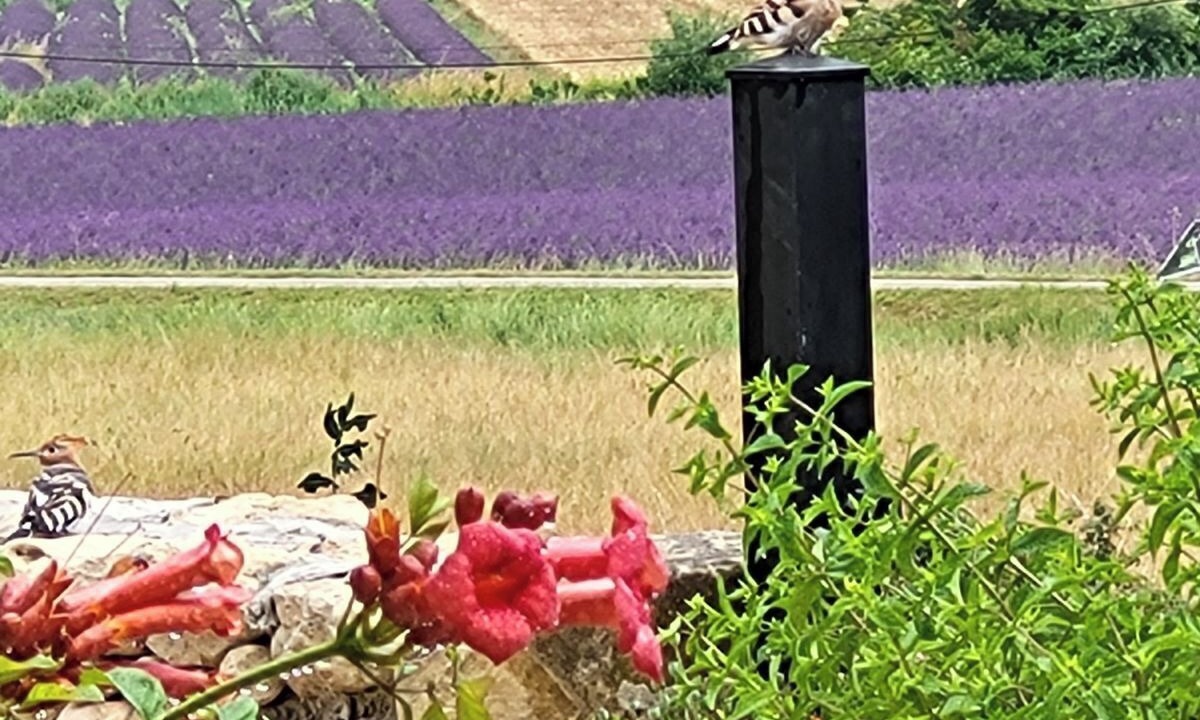 Photo of Outdoor in Grignan