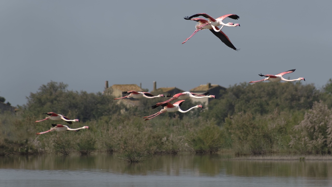Photo of Others in Saint-Nazaire-de-Pezan