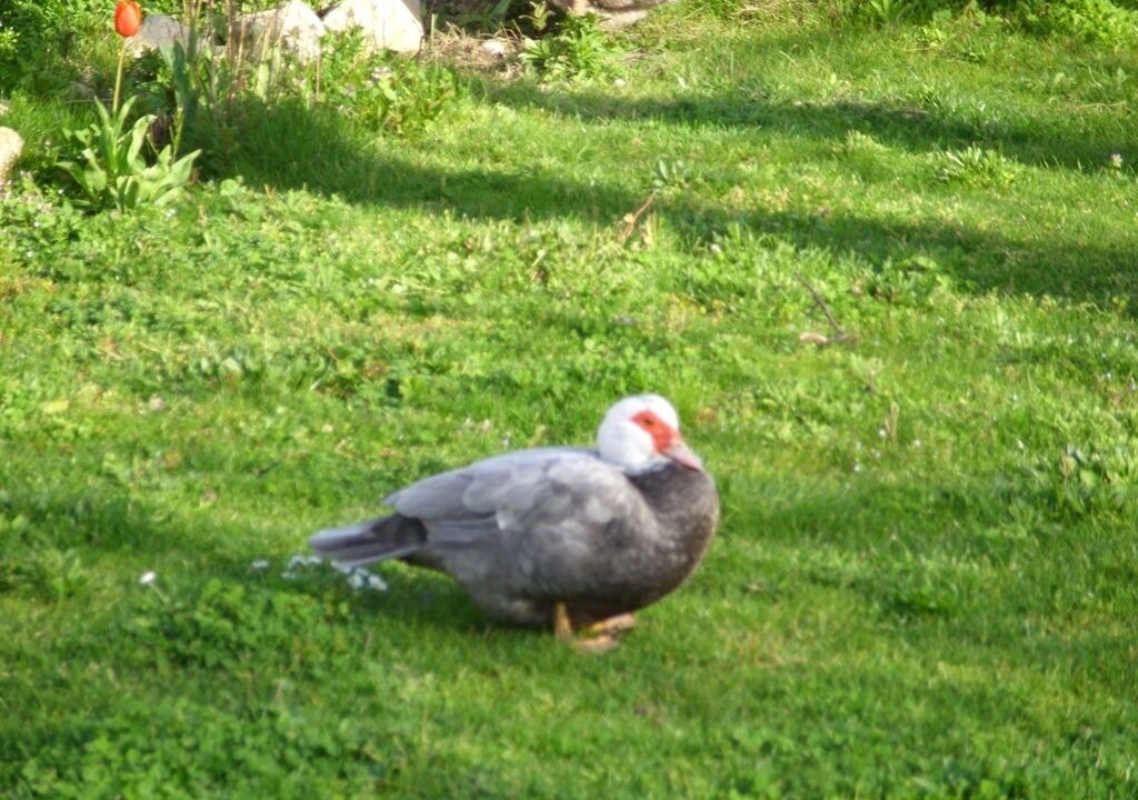 Photo of Others in Saint-Seurin-de-Cadourne