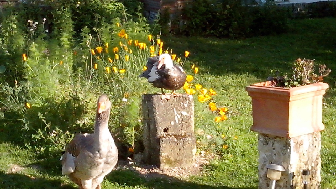 Photo of Outdoor in Saint-Seurin-de-Cadourne