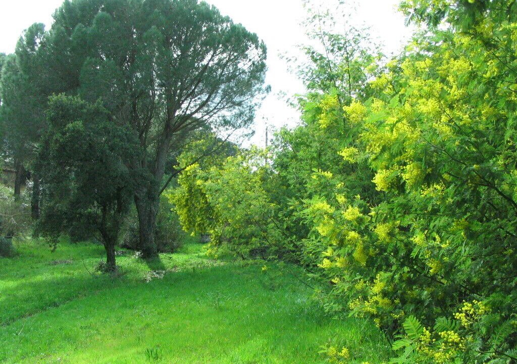 Photo of Outdoor in Preconil