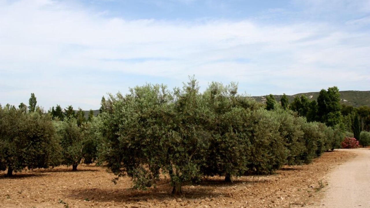 Photo of Others in Velaux