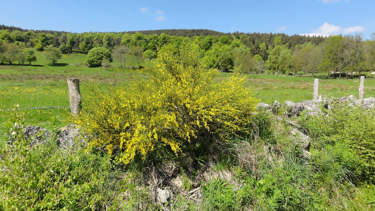 Photo of Outdoor in Le Malzieu-Forain