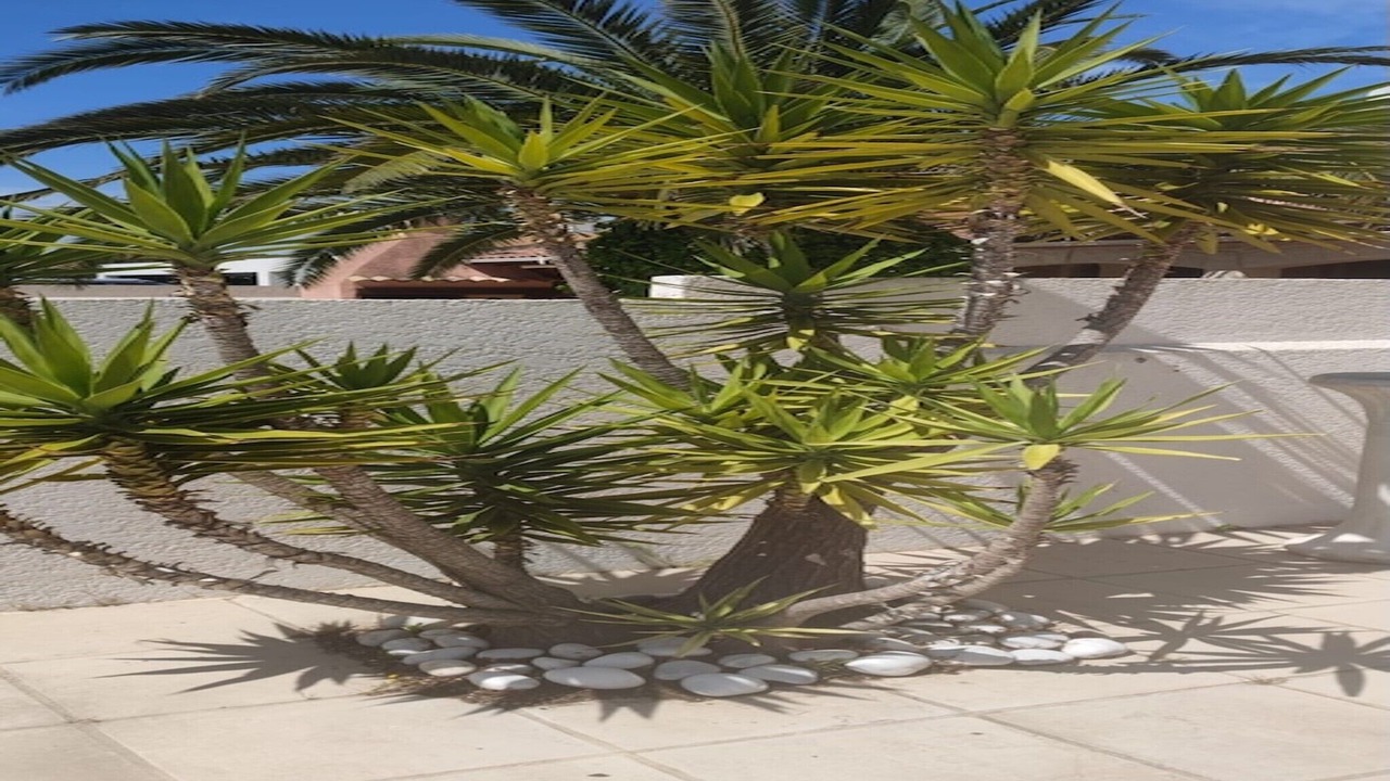 Photo of Outdoor in Perols