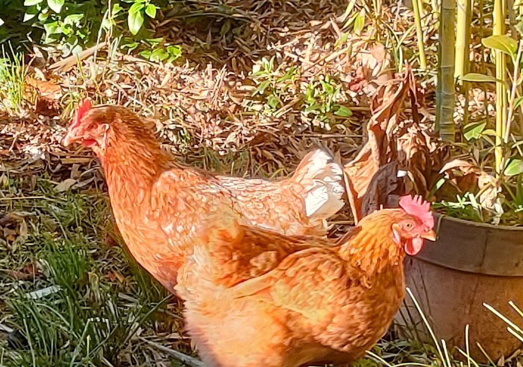 Photo of Others in Chateauneuf-le-Rouge