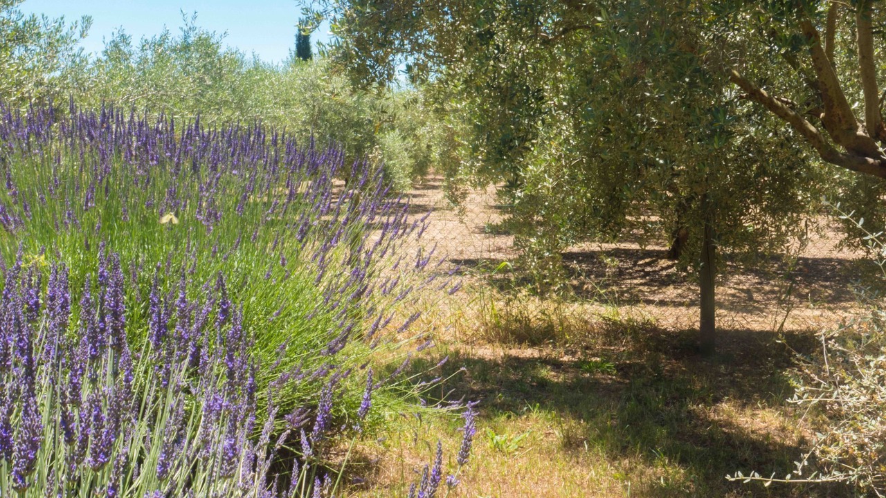 Photo of Others in Murviel-les-Beziers