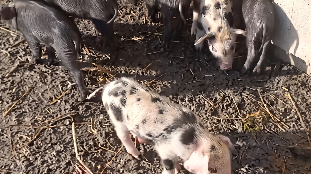 Photo of Others in Perissac