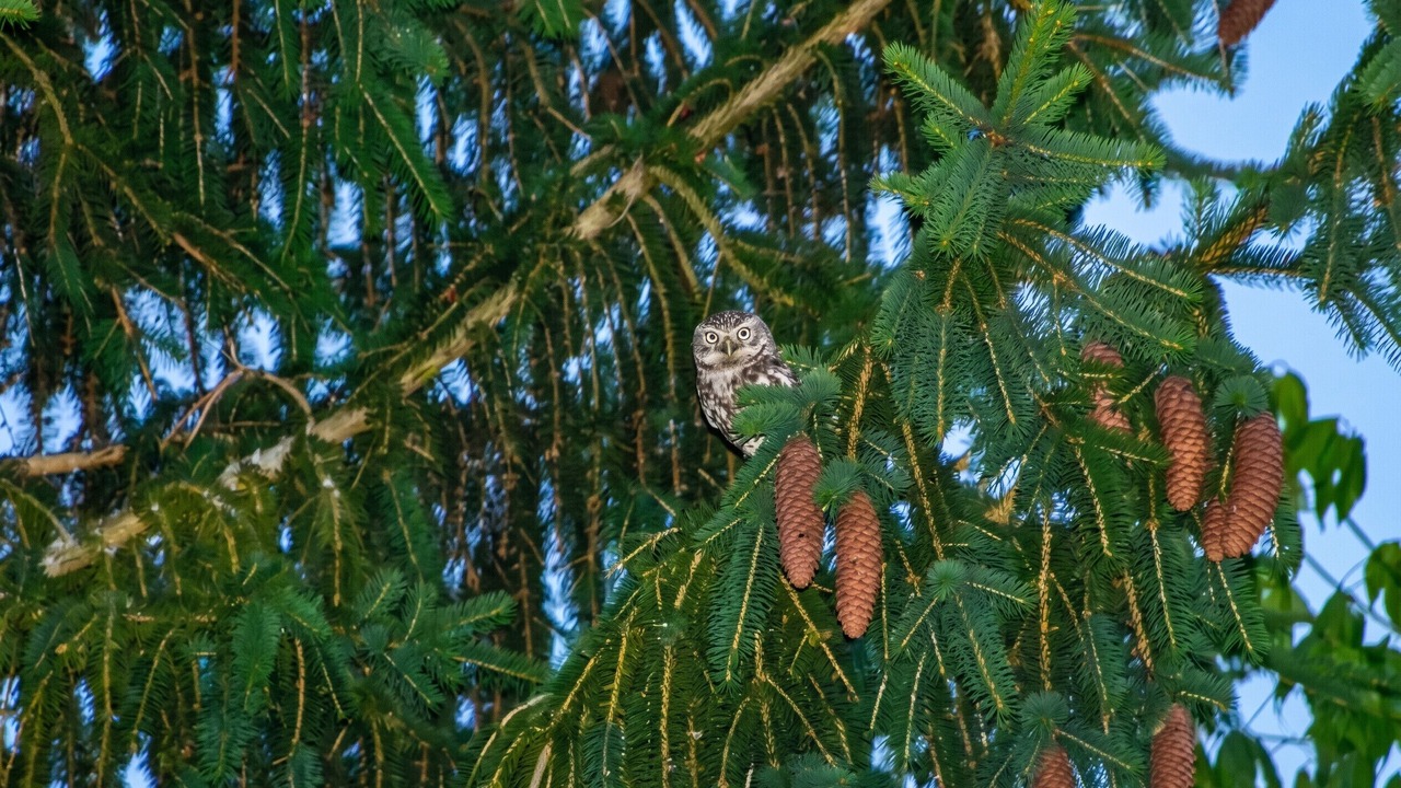 Photo of Others in Perissac