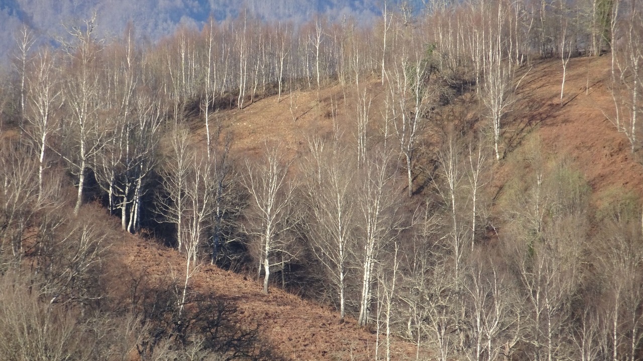 Photo of Others in Aleu