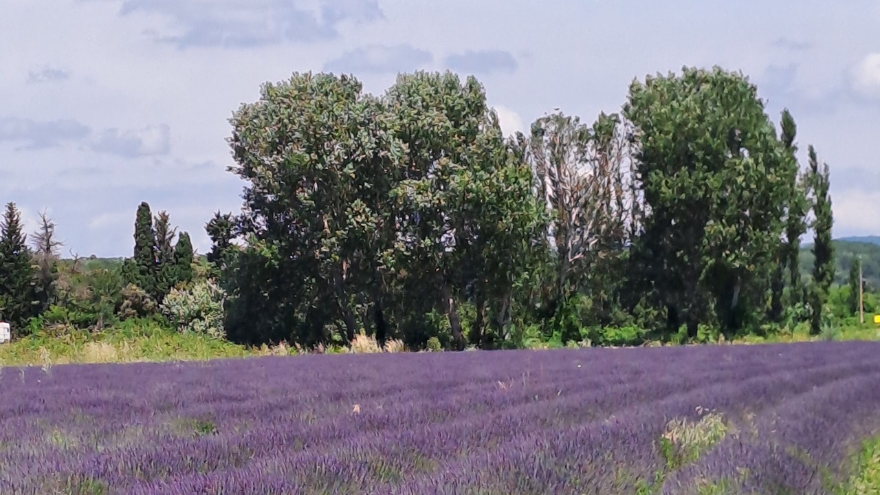 Photo of Others in Richerenches