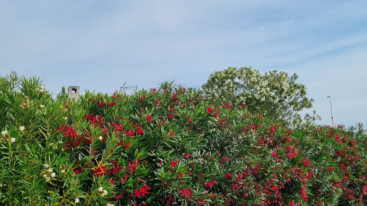 Photo of Outdoor in Ales