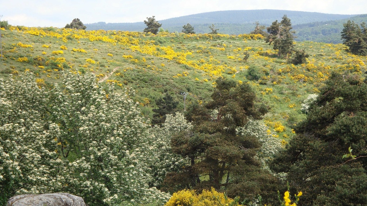 Photo of Outdoor in Saint-Denis-en-Margeride