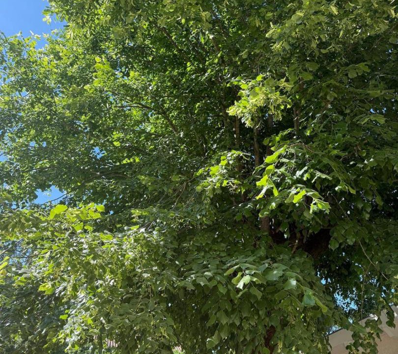 Photo of Outdoor in Villemoirieu