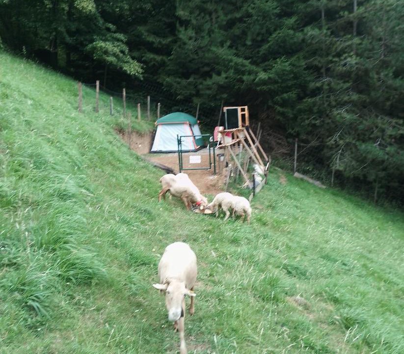 Photo of Others in Sarrancolin