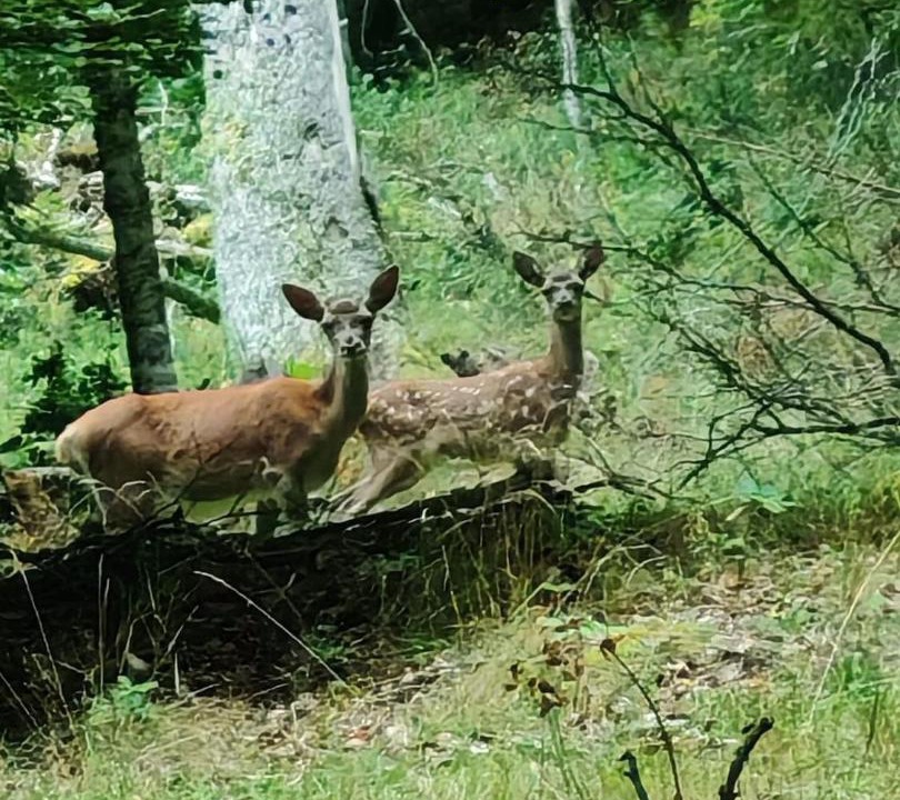 Photo of Others in Peyragudes