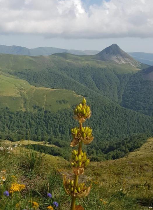Photo of Others in Ruynes-en-Margeride