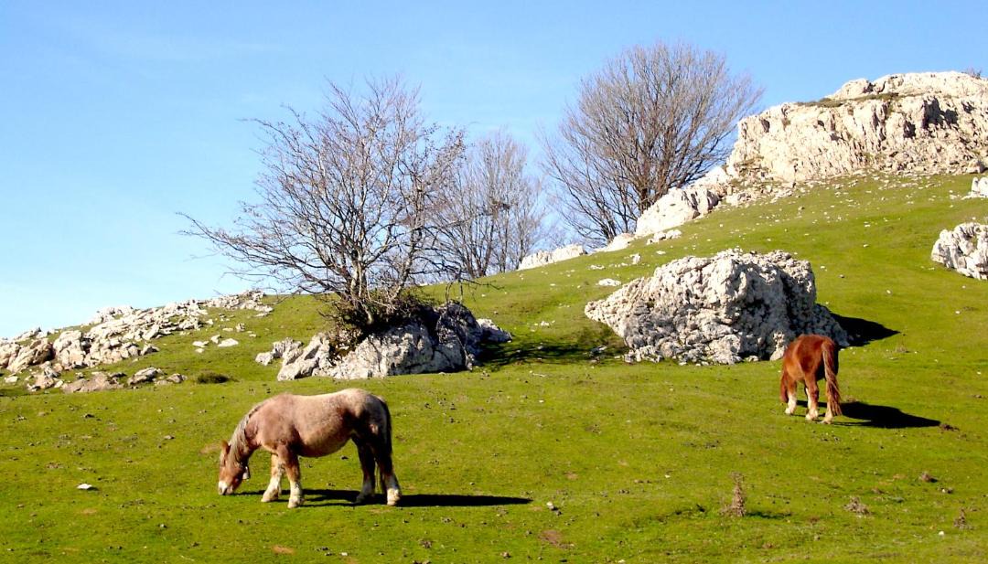 Photo of Others in Hasparren