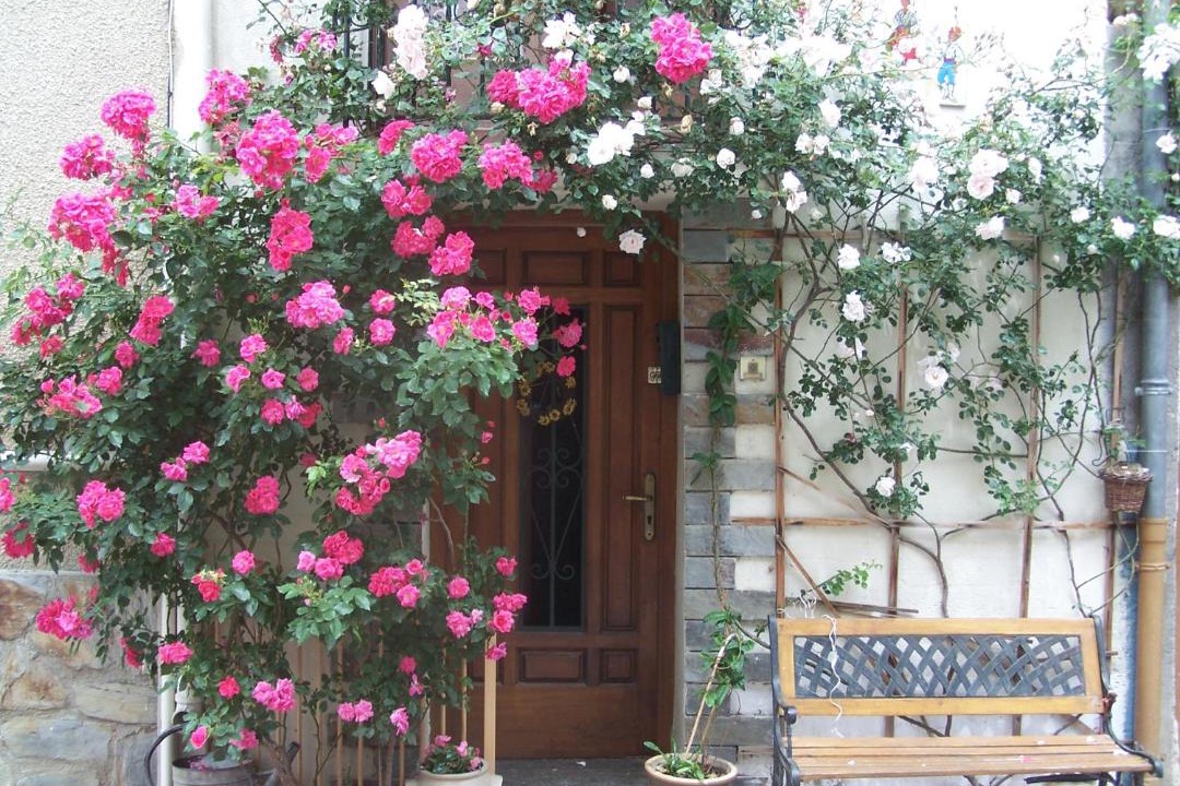 Photo of Others in Vinca