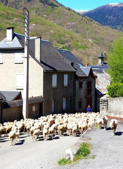 Photo of Buildings in Arreau